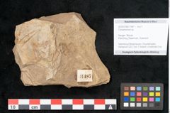 Foto (Objekt + Etikett) von Cinnamomum sp. (NHMW-GEO-2024-0188-11487)